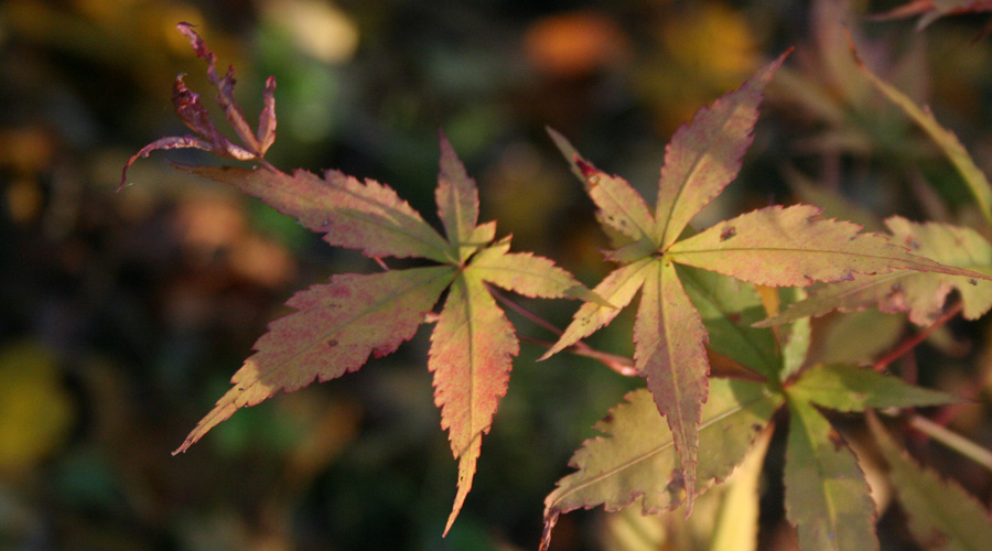 Acer palmatum raised from seed