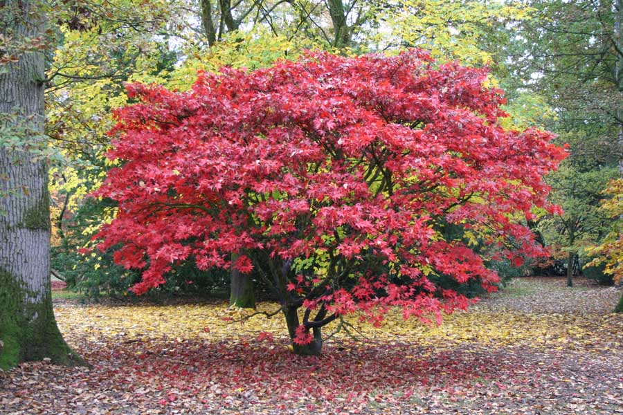 A splendid Japanes Maple