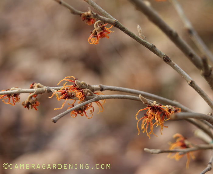 Hamamelis