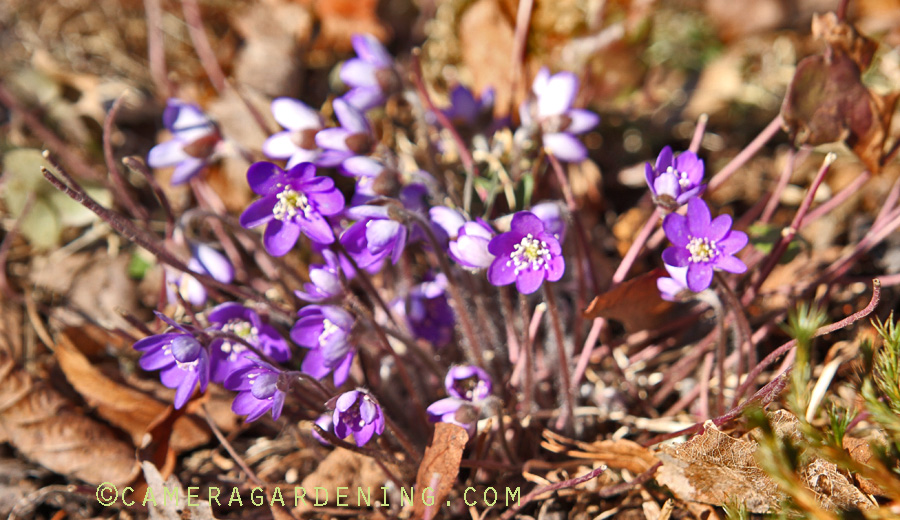 Hepatica