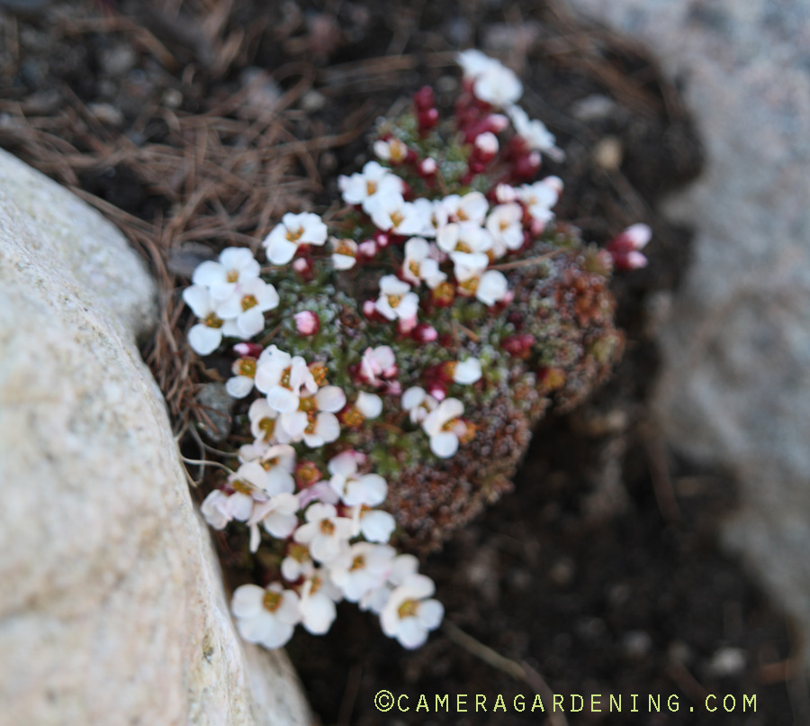 SaxifragaMaryGolds