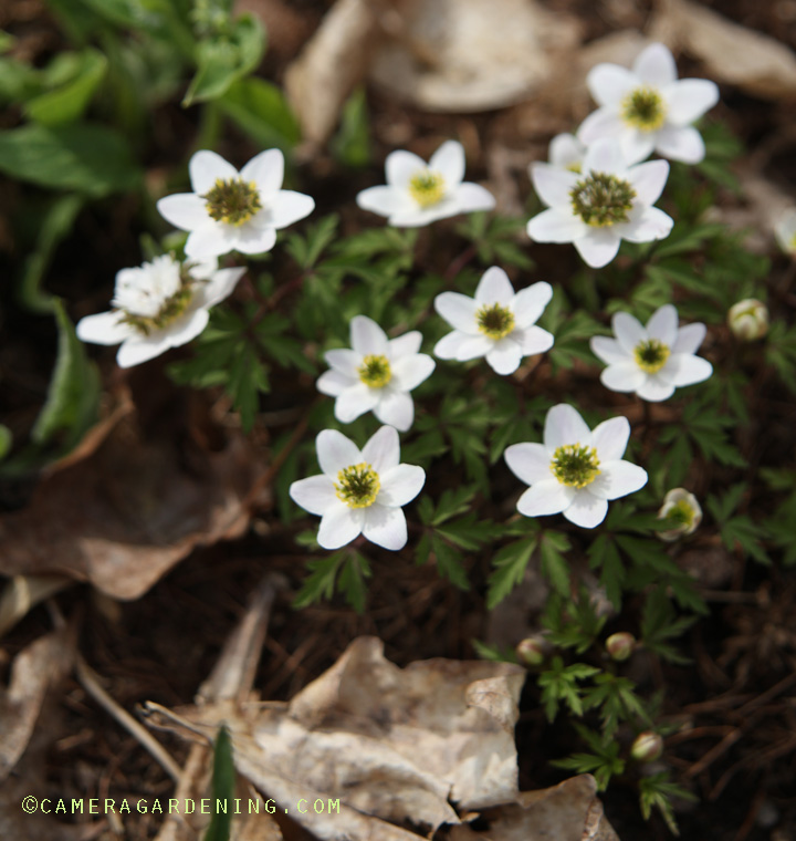 AnemonenemorosaViridiformis