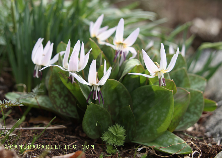 ErythroniumdenscanisAlbum