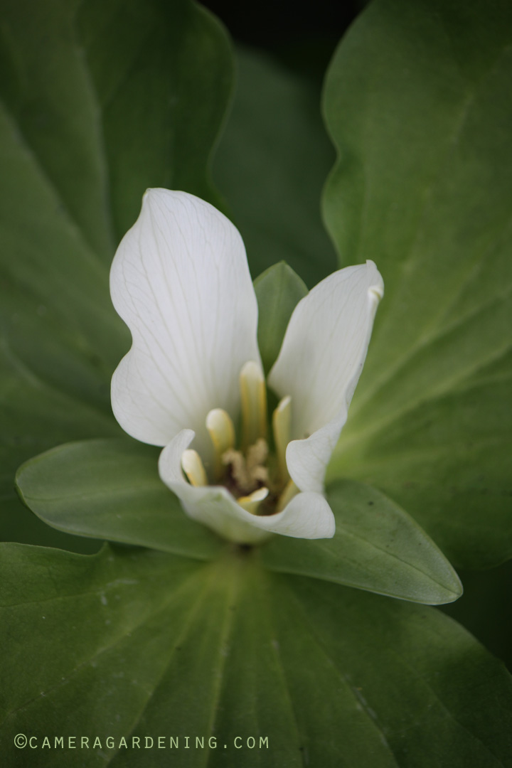 Trilliumalbidum