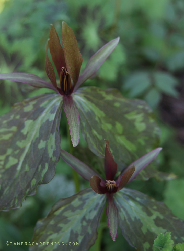 Trilliumcuneatum