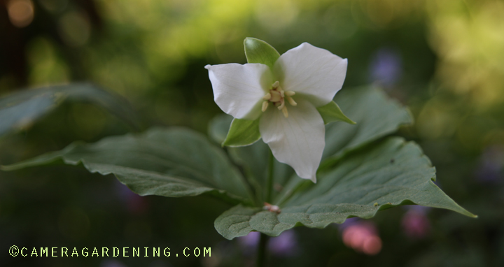 Trilliumflexipes